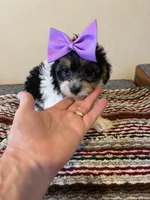 9964, a female Yorkshire Terrier and Poodle - Toy  for sale in Macomb, MO – 2 of 3
