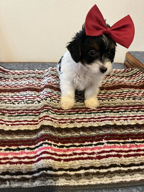 9960 – Yorkshire Terrier, Poodle - Toy  puppy for sale in Macomb, MO