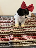9960, a female Yorkshire Terrier and Poodle - Toy  for sale in Macomb, MO – 1 of 3