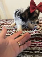 9937, a female Yorkshire Terrier for sale in Macomb, MO – 2 of 3