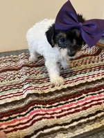 9963, a female Yorkshire Terrier and Poodle - Toy  for sale in Macomb, MO – 3 of 4