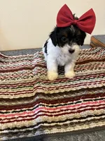 9960, a female Yorkshire Terrier and Poodle - Toy  for sale in Macomb, MO – 3 of 3