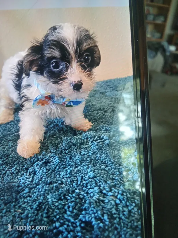 0366 – Yorkshire Terrier, Poodle - Miniature  puppy for sale in Macomb, MO