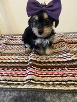 9934, a female Yorkshire Terrier for sale in Macomb, MO – 2 of 3