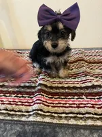 9934, a female Yorkshire Terrier for sale in Macomb, MO – 1 of 3
