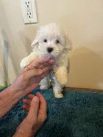 0364, a male Maltese for sale in Macomb, MO – 1 of 4