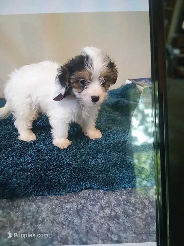 0360 – Yorkshire Terrier, Poodle - Miniature  puppy for sale in Macomb, MO