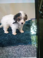 0360, a female Yorkshire Terrier and Poodle - Miniature  for sale in Macomb, MO – 1 of 1