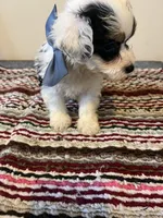 9935, a male Yorkshire Terrier and Poodle - Toy  for sale in Macomb, MO – 2 of 3