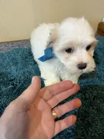 0097, a male Maltipoo and Poodle - Miniature  for sale in Macomb, MO – 2 of 3