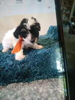 0365, a male Yorkshire Terrier and Poodle - Miniature  for sale in Macomb, MO – 1 of 1