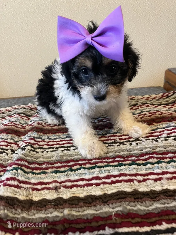 9964 – Yorkshire Terrier, Poodle - Toy  puppy for sale in Macomb, MO