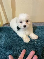0096, a male Maltipoo and Poodle - Miniature  for sale in Macomb, MO – 1 of 3