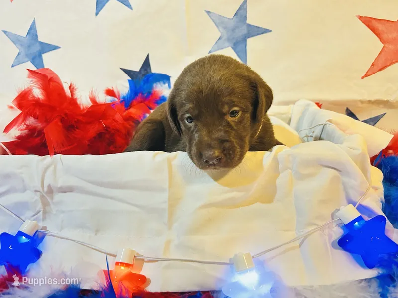 Pink – Labradoodle puppy for sale in Diberville, MS