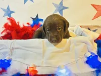 Pink, a female Labradoodle for sale in Diberville, MS – 1 of 5