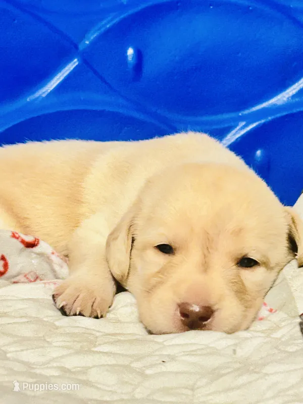 Labradoodle – Labradoodle puppy for sale in Biloxi, MS