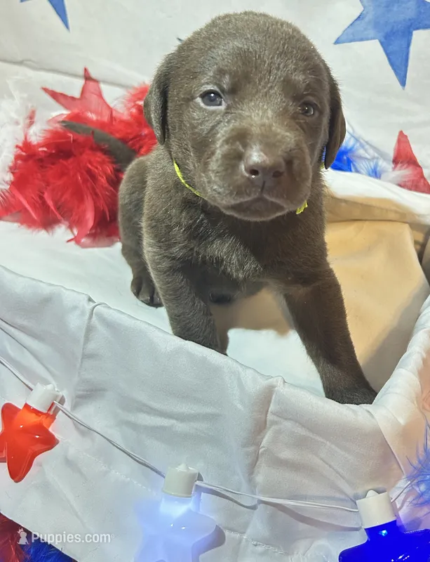 Green – Labradoodle puppy for sale in Diberville, MS