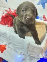 Green, a female Labradoodle for sale in Diberville, MS – 1 of 5