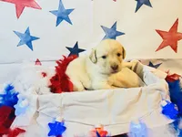Orange, a female Labradoodle for sale in Diberville, MS – 3 of 5
