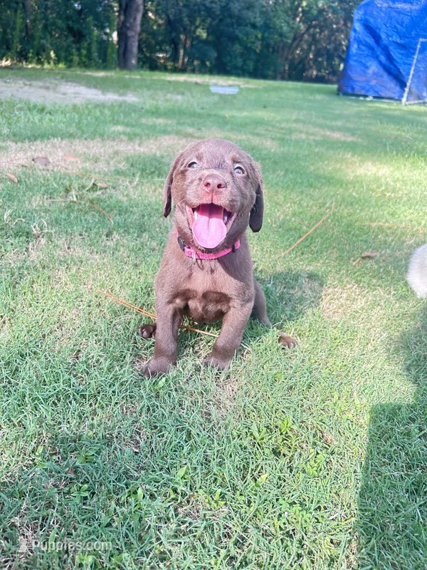 Pink – Labradoodle puppy for sale in Diberville, MS