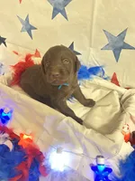 Blue, a male Labradoodle for sale in Diberville, MS – 3 of 5