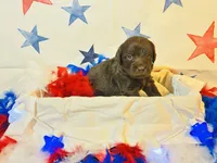 Miss Red , a female Labradoodle for sale in Diberville, MS – 4 of 5