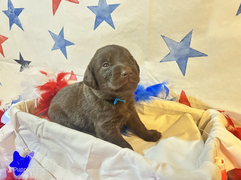 Blue – Labradoodle puppy for sale in Diberville, MS