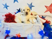 Gold, a female Labradoodle for sale in Diberville, MS – 4 of 5