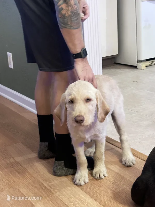 Black – Labradoodle puppy for sale in Diberville, MS