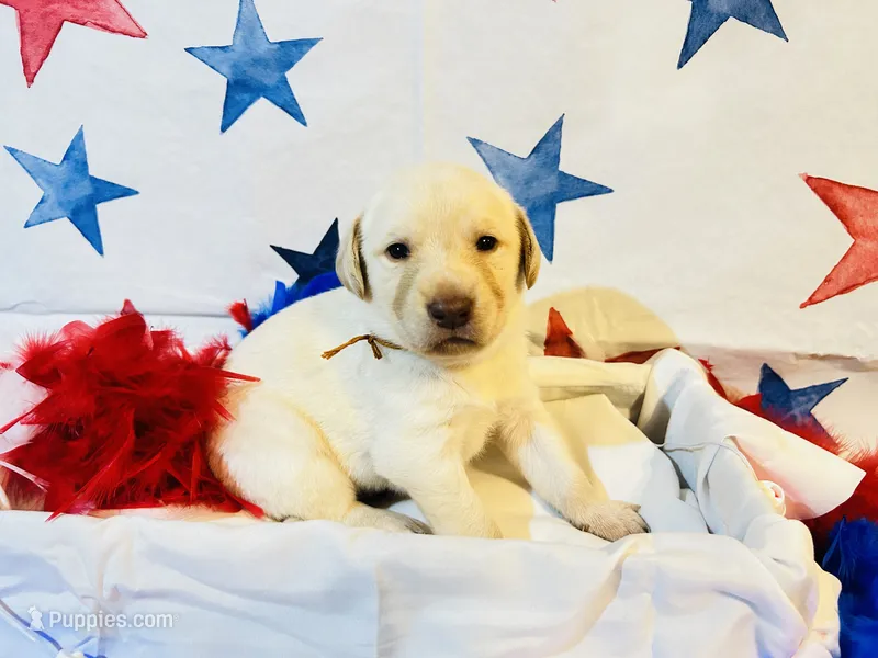 Gold – Labradoodle puppy for sale in Diberville, MS
