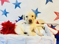 Gold, a female Labradoodle for sale in Diberville, MS – 1 of 5