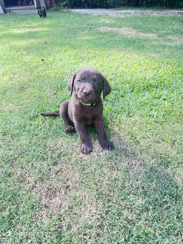 Green – Labradoodle puppy for sale in Diberville, MS
