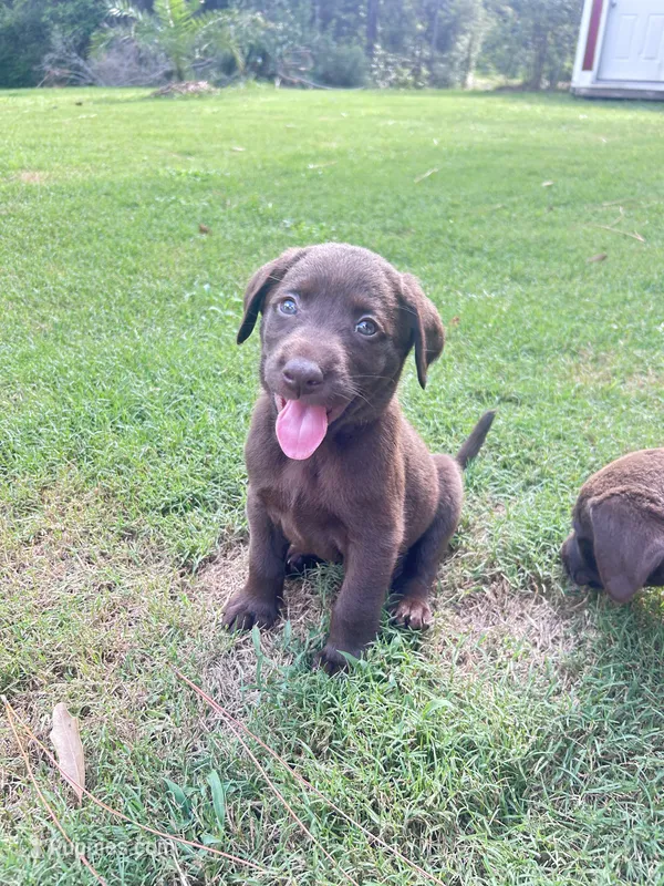 Purple – Labradoodle puppy for sale in Diberville, MS