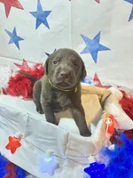 Green, a female Labradoodle for sale in Diberville, MS – 3 of 5