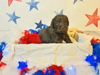 Miss Red , a female Labradoodle for sale in Diberville, MS – 3 of 5