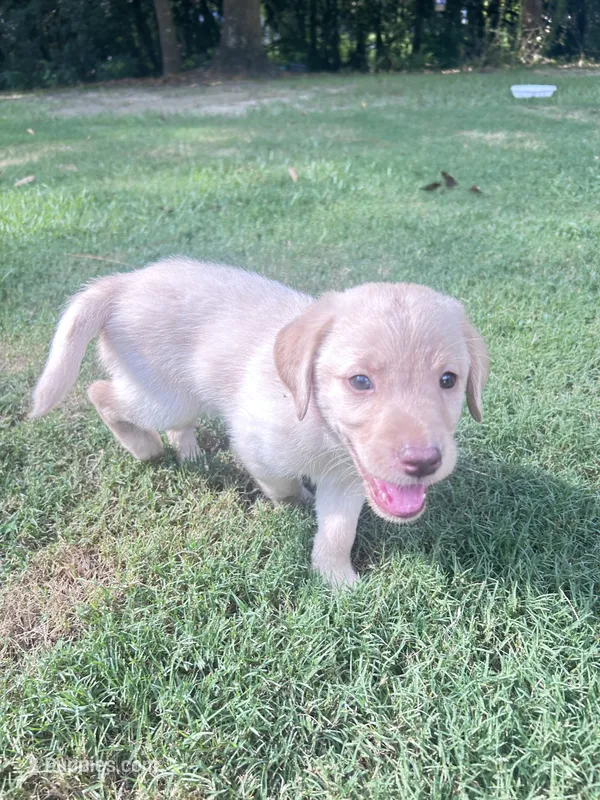 Silver  – Labradoodle puppy for sale in Diberville, MS