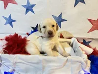 Gold, a female Labradoodle for sale in Diberville, MS – 2 of 5
