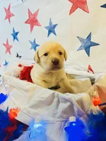 Orange, a female Labradoodle for sale in Diberville, MS – 1 of 5