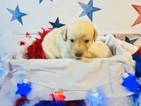 Orange, a female Labradoodle for sale in Diberville, MS – 2 of 5