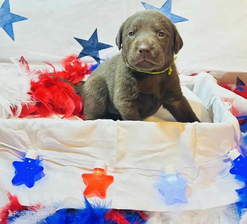 Green – Labradoodle puppy for sale in Diberville, MS