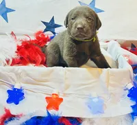 Green, a female Labradoodle for sale in Diberville, MS – 2 of 5