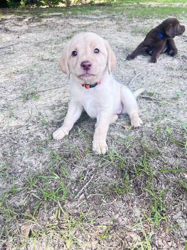 Orange – Labradoodle puppy on hold in Diberville, MS