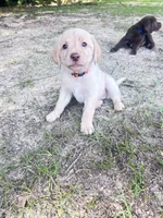 Orange, a female Labradoodle for sale in Diberville, MS – 1 of 9
