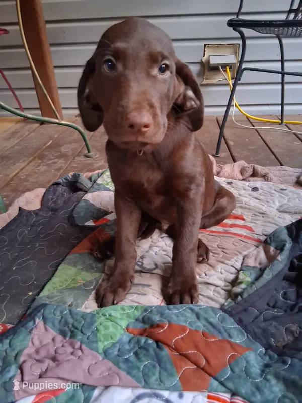 Yellow – Labradoodle puppy for sale in Diberville, MS