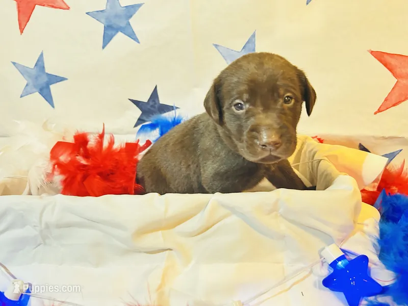 Yellow – Labradoodle puppy for sale in Diberville, MS