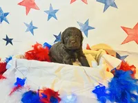 Miss Red , a female Labradoodle for sale in Diberville, MS – 5 of 5