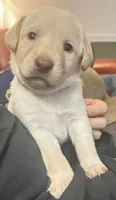 Silver , a female Labradoodle for sale in Diberville, MS – 5 of 6
