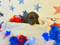 Miss Red , a female Labradoodle for sale in Diberville, MS – 2 of 5