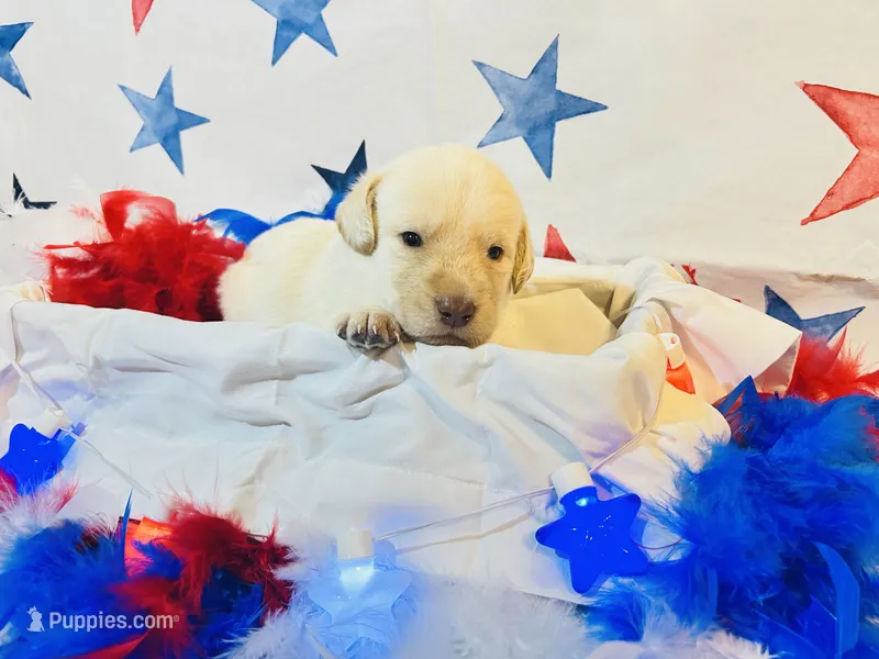 Black – Labradoodle puppy for sale in Diberville, MS