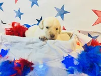Black, a male Labradoodle for sale in Diberville, MS – 1 of 5